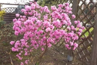 Grupa Kapias Rhododendron
