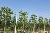 Grupa Kapias Produkcja drzew formowanych w gruncie