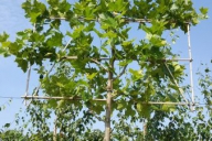 Grupa Kapias Produkcja drzew formowanych w gruncie