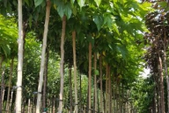 Grupa Kapias Produkcja drzew w pojemnikach