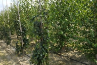 Grupa Kapias Produkcja drzew w gruncie