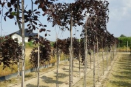 Grupa Kapias Produkcja drzew w gruncie