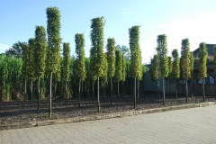 Grupa Kapias produkcja drzew w gruncie