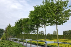 Grupa Kapias produkcja drzew w pojemnikach