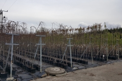 Grupa Kapias produkcja drzew w pojemnikach