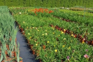 Grupa Kapias produkcja liliowców w pojemnikach