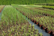 Grupa Kapias produkcja traw ozdobnych w pojemnikach