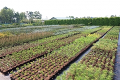 Grupa Kapias produkcja roślin iglastych w pojemnikach