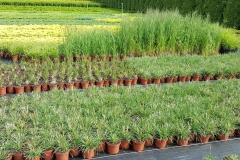 Grupa Kapias produkcja roślin liściastych w pojemnikach