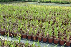 Grupa Kapias produkcja roślin liściastych w pojemnikach
