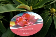 Grupa Kapias Rododendrony i Azalie japońskie w odmianach