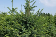 Grupa Kapias Produkcja roślin w gruncie - Picea omorika