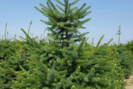 Grupa Kapias Produkcja roślin w gruncie - Picea omorika