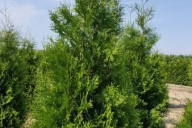 Grupa Kapias Produkcja roślin w gruncie - Thuja occidentalis 'Brabant'