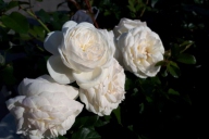 Grupa Kapias -  róża rabatowa
