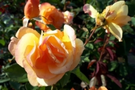Grupa Kapias -  róża wielokwiatowa