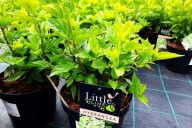 Grupa Kapias Hydrangea paniculata LITTLE LIME 'Jane' PBR ®