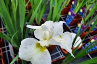 Grupa Kapias Iris sibirica w odmianach