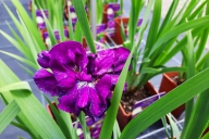 Grupa Kapias Iris sibirica w odmianach