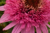 Echinacea-Butterfly-Kisses_79272_1
