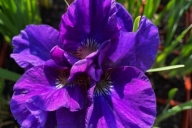 Iris-sibirica-Concord-Crush