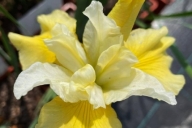 Iris-sibirica-Moon-Silk