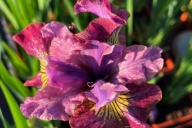 Iris-sibirica-Paprikash-PBR-C3