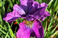 Iris-sibirica-See-Ya-Later