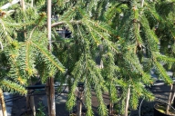 Grupa Kapias - Picea abies 'Inversa'