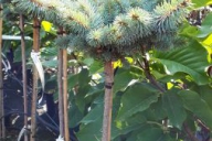Grupa Kapias - Picea pungens 'Glauca Globosa'