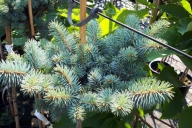 Grupa Kapias - Picea pungens 'Glauca Globosa'