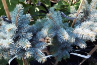 Grupa Kapias - Picea pungens 'Glauca Globosa'