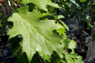 Grupa Kapias - Quercus rubra