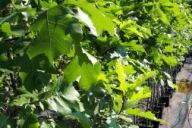 Grupa Kapias - Quercus rubra