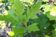 Grupa Kapias - Quercus rubra