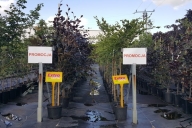 Grupa Kapias Fagus sylvatica 'Antropunicea' oraz Fagus sylvatica 'Bicolor Sartini' w promocji