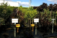 Grupa Kapias Fagus sylvatica 'Antropunicea' oraz Fagus sylvatica 'Bicolor Sartini' w promocji