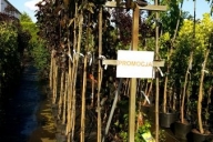 Grupa Kapias Fagus sylvatica 'Purpurea Pendula' w promocji