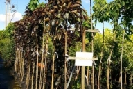 Grupa Kapias Fagus sylvatica 'Purpurea Pendula' w promocji
