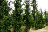 Grupa  Kapias - Picea abies 'Cincinnata'