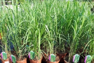 Grupa Kapias - trawy ozdobne w odmianach