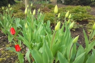 Grupa Kapias Tulipany