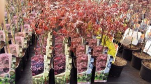 Grupa Kapias Acer palmatum            