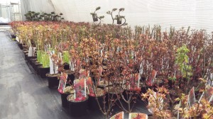 Grupa Kapias Acer platanoides Shaina            