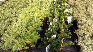 Grupa Kapias Araucaria            