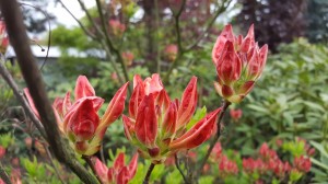 Grupa Kapias Azalia wielkokwiatowa