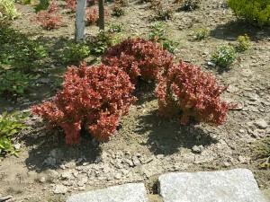 Grupa Kapias Berberysy