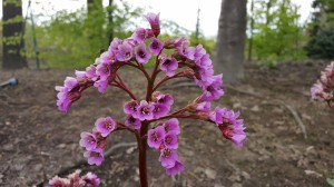 Grupa Kapias Bergenia