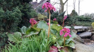 Grupa Kapias Bergenia