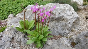 Grupa Kapias Bożykwiat   